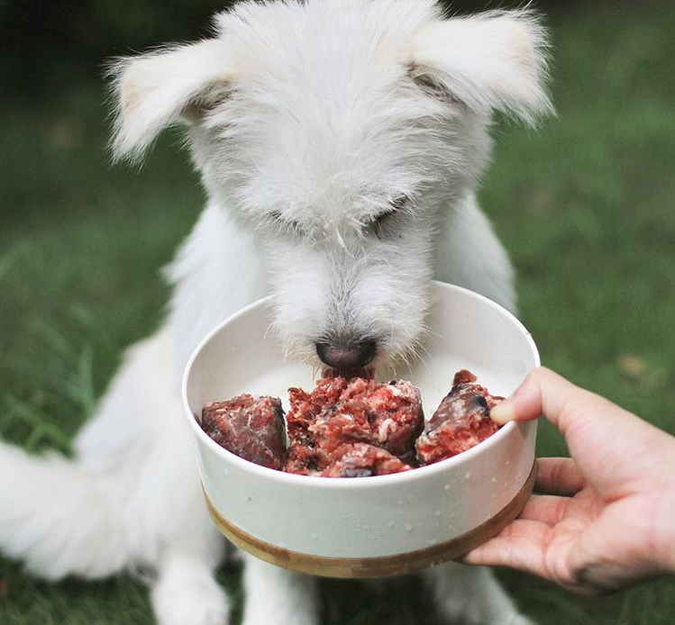 7 Μύθοι για την ωμή τροφή για σκύλους!