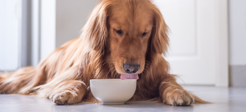 3 Σούπερ Τροφές που βελτιώνουν την υγεία των σκύλων!