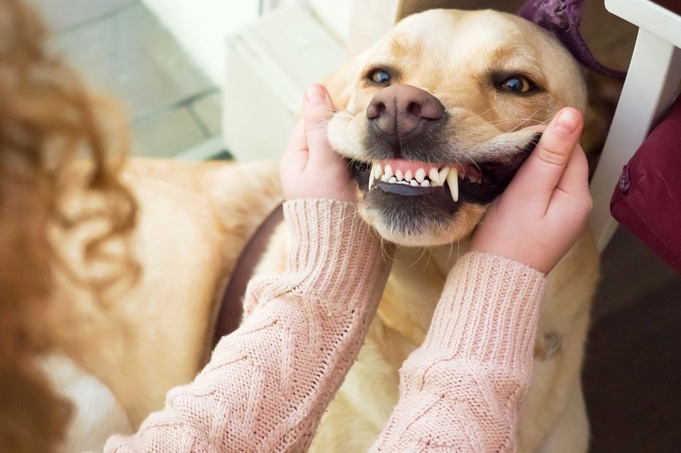 Ο ρόλος της διατροφής στην οδοντική νόσο των σκύλων!