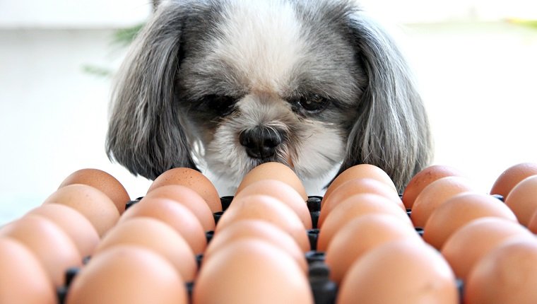Τα εξαιρετικά ωφέλιμα αυγά στην διατροφή του σκύλου